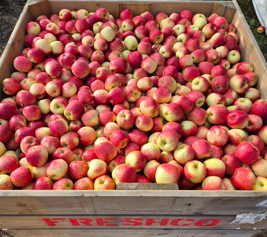Apple picking jobs