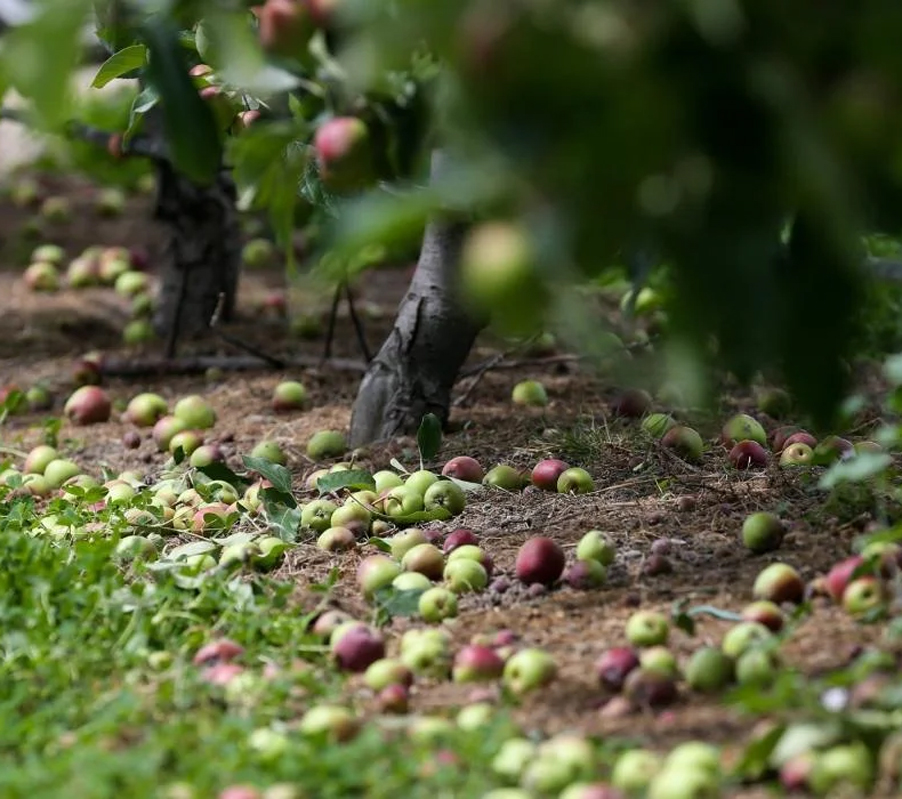 Apple thinning jobs
