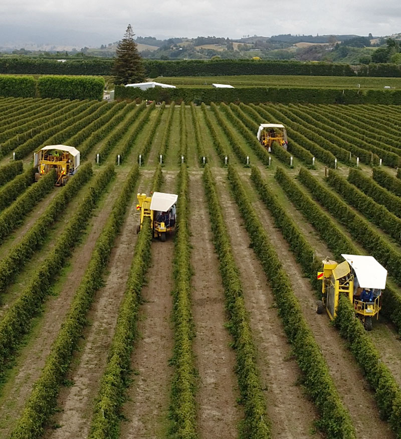 Boysenberry harvest