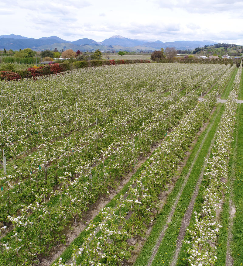Breeze apples in flower