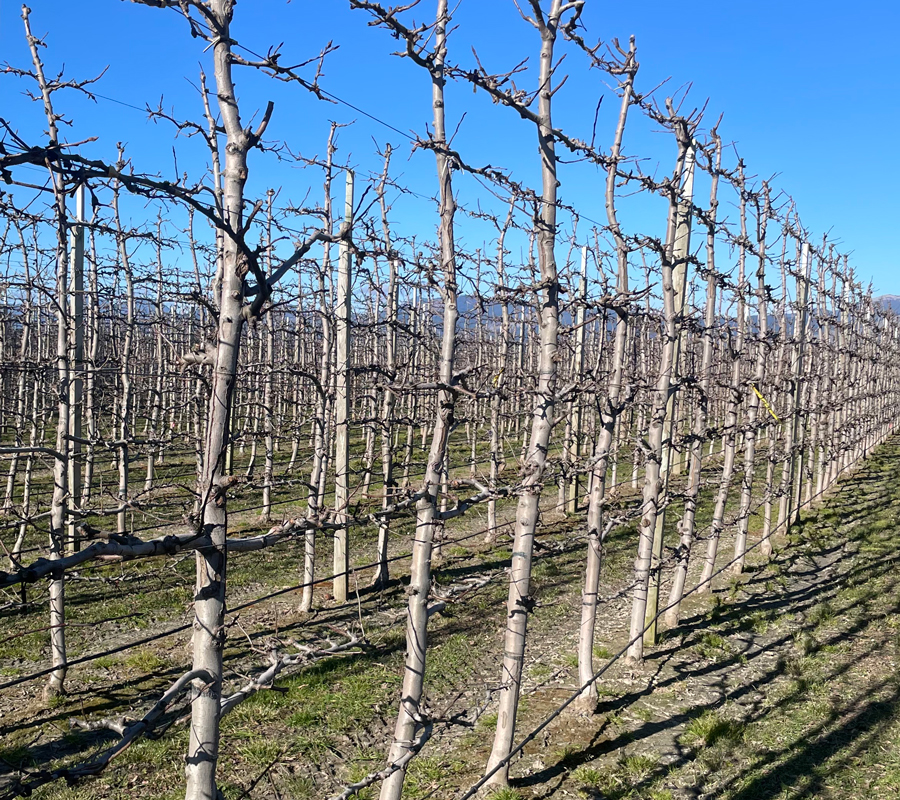 apple pruning jobs