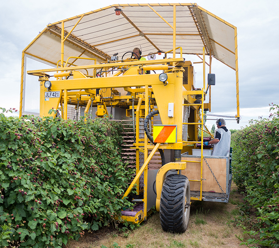 boysenberry picking jobs