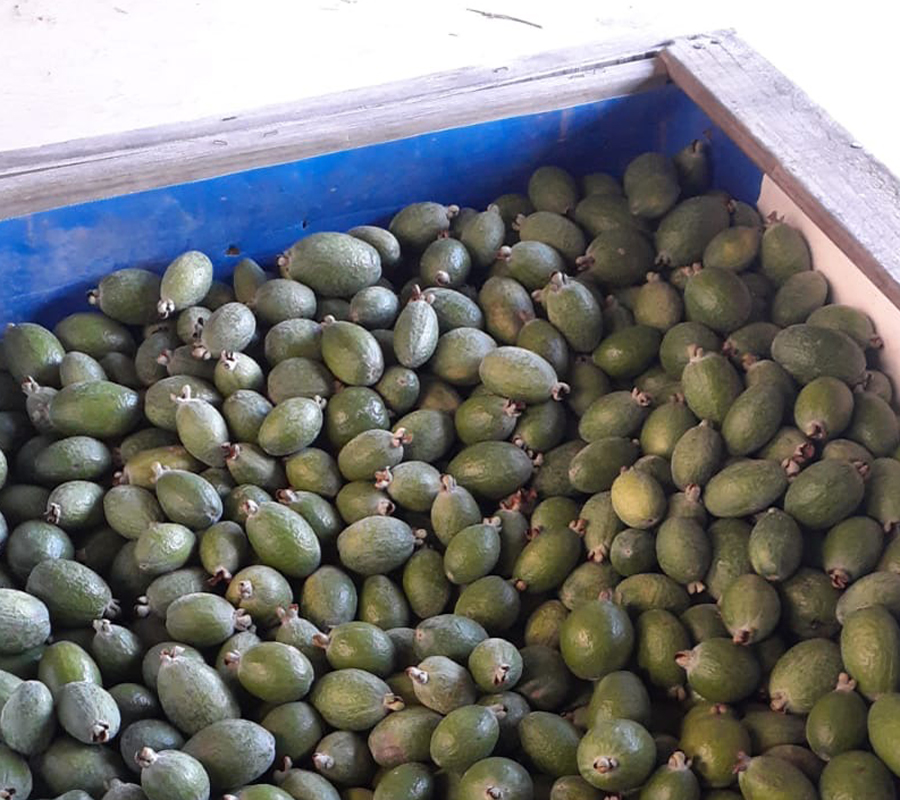 feijoa picking jobs