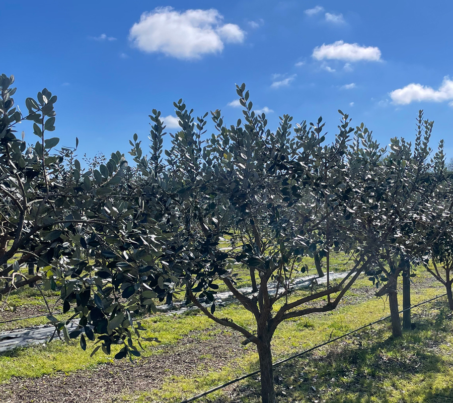 feijoa pruning jobs