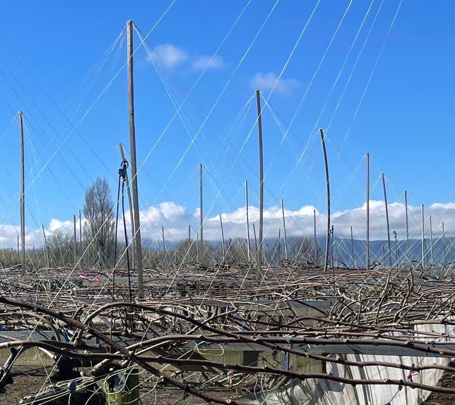 kiwifruit polling and stringing jobs