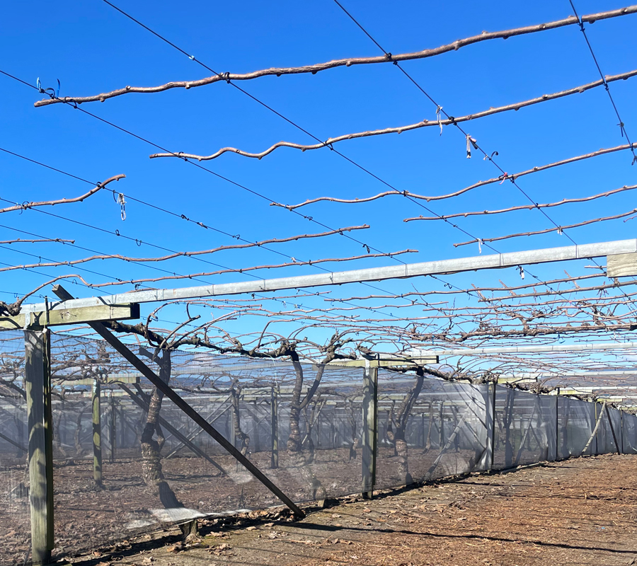 kiwifruit pruning jobs