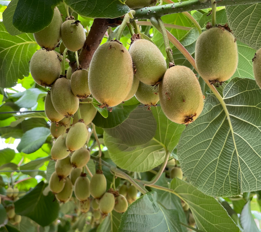 kiwifruit thinning jobs