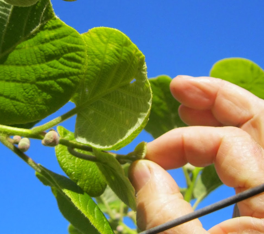 kiwifruit tip crushing